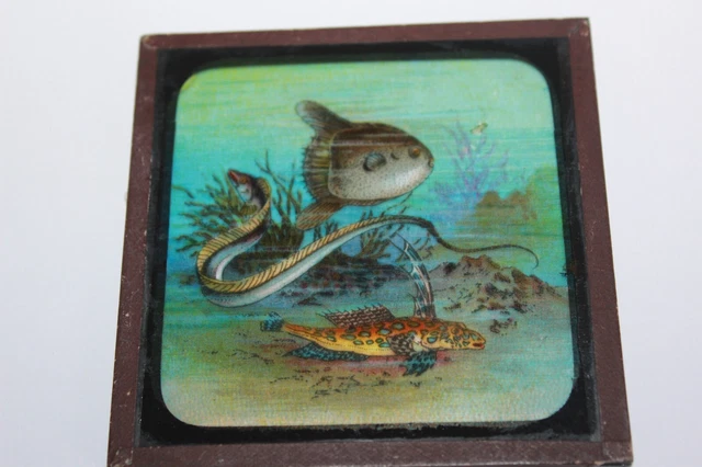ANTIKE FARBIGE MAGISCHE LATERNE RUTSCHE MEERBETT MARINE MEER SONNE FISCH Nr. 18