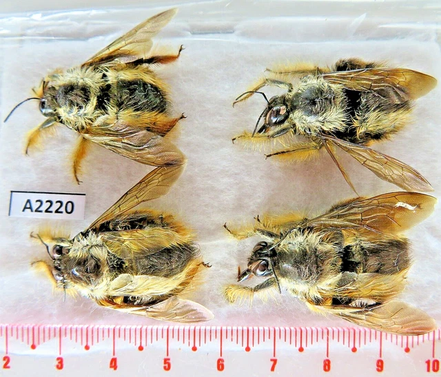 A2220. Unmounted butterflies: Hymenoptera sp. Vietnam. Yen Bai