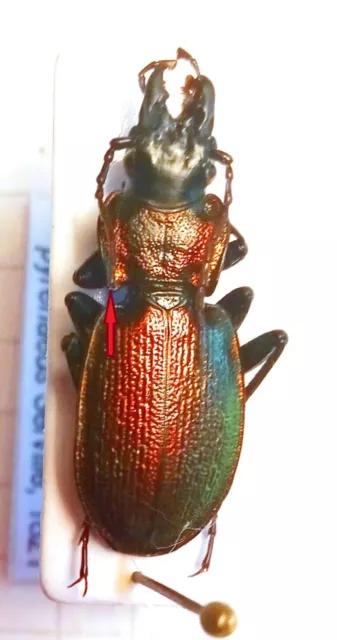 Carabidae, CARABINAE, Carabus (Iniopachus) pyrenaeus pyrenaeus  ♂ A-  FR Laruns