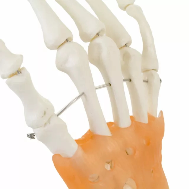 Anatomisches Hand Skelett Model mit Ligament | lebensgroßes anatomisches Model 2