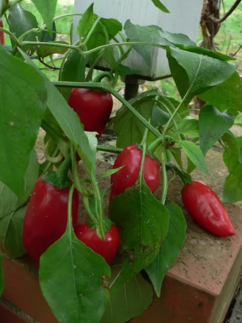 Rote Snackpaprika  Paprika 15 Samen Bio - frische Samen 2023