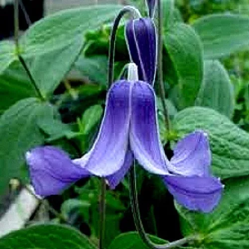 Clematis integrifolia (Solitary Clematis) x 10 seeds. Perennial. Clumping.Flower