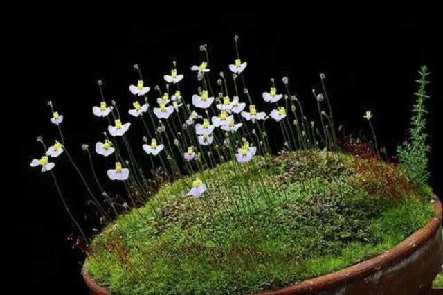 Utricularia Bisquamata * Vessie sud-africaine * Carnivore * 10 graines *