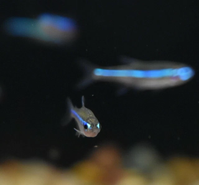 Live Green Neon Tetras (Pack of 12 Freshwater Aquarium Nano Fish) *PLS READ DESC 2