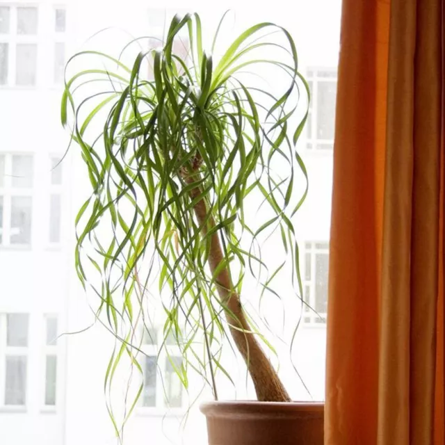 Ponytail Palm Tropical House Plant 15 Fresh Rare Seeds Indoor Houseplant