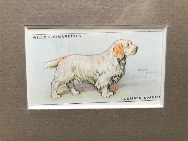 Matted Clumber Spaniel 1937 SERIES OF DOGS WILLS CIGARETTE CARD