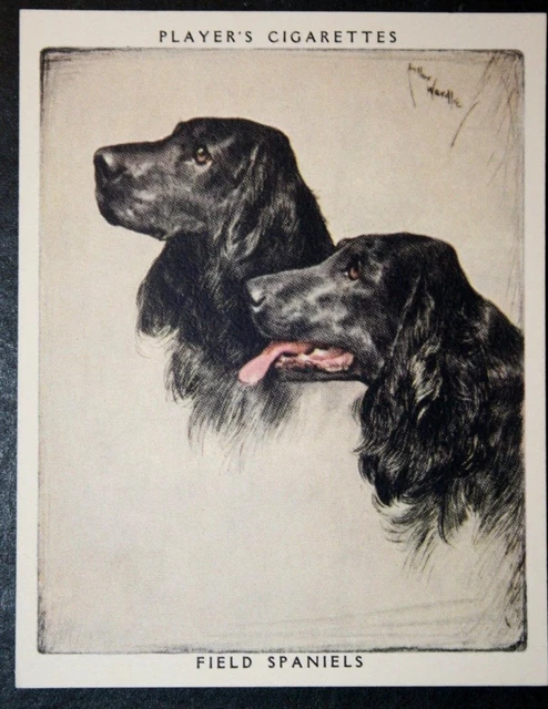 FIELD SPANIEL   Vintage Portrait Card