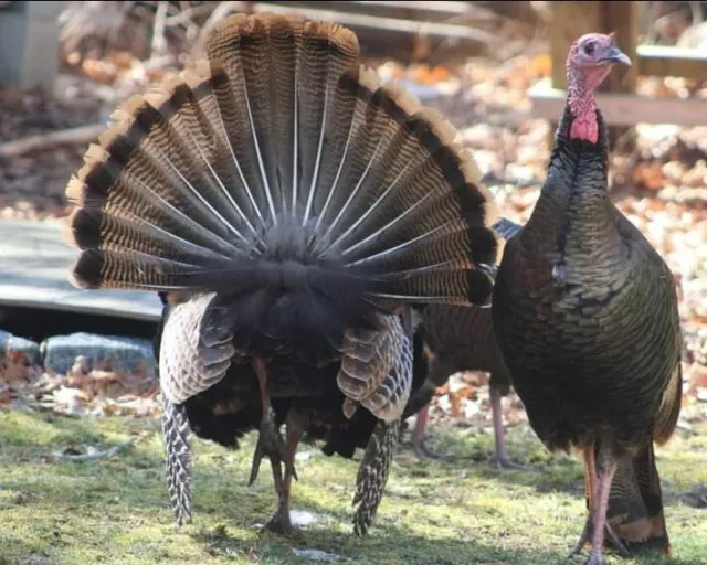 80+pcs  Bronze Turkey Tail/Wing/Body Feathers, headdress, Fly feather