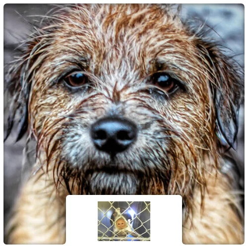 $100 Charitable Donation For: Food and shelter for a homeless pet