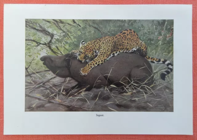 JAGUAR  Panthera onca erlegt Tapir Tapirus   Farbdruck 1911 Wilhelm Kuhnert