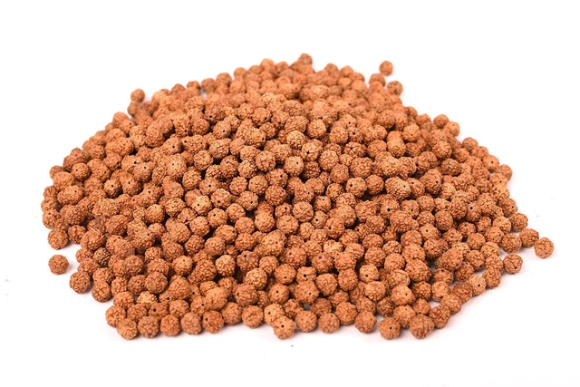 Vente En Gros Lot 2800 Pcs 5 Mukhi Five Face 8 Mm Rudraksha Rudraksh Perles...