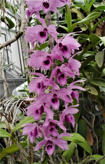 Dendrobium Anosmum  3in super fragrant blooming size 45$