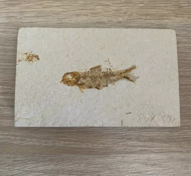 Wyoming Fossil Fish Knightia Eocene Skeleton Green River Formation