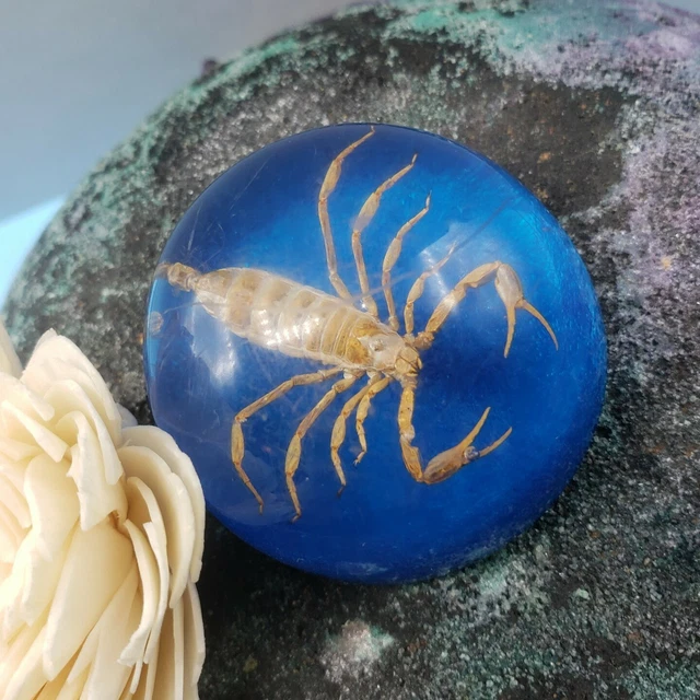 Scorpion Paperweight 2" Taxidermy Goth Halloween Black Cmas GLITTER Blue Creepy