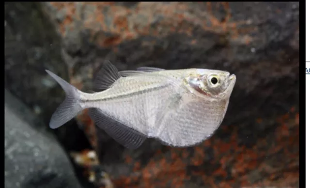 Group of 4 (+1 bonus)  Live Silver Hatchet Freshwater Tropical Fish