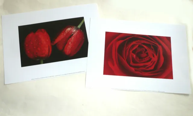 Lot of 2 posters RED PINK and TULIPS by Ernst HAAS - 40cm x 30cm - NEW
