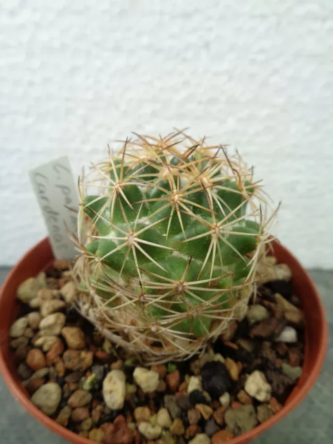 Coryphantha palmeri Cardenas we cactus cactus geohintonia aztekium rebutia