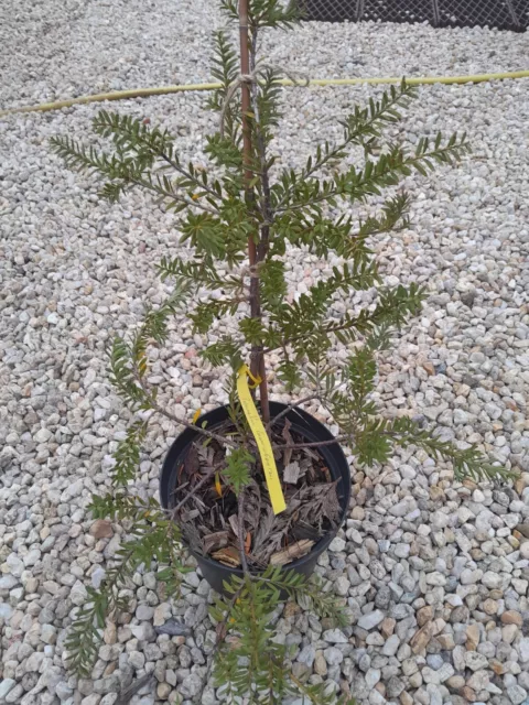 Podocarpus Cunninghamii (Amazing plant !!!!!)