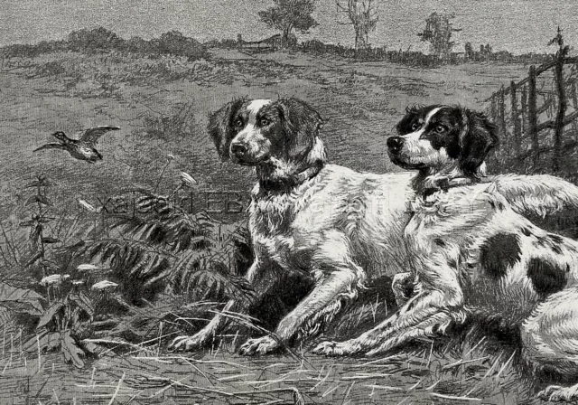 Dog English Setter Pair Points Quail Breed ID'd, Large 1880s Antique Print 3