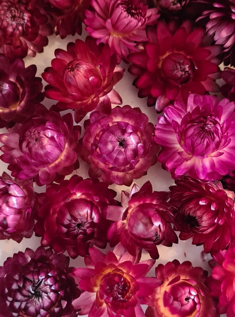 25Pcs Dried Pressed Flowers For Resin DIY Art Crafts