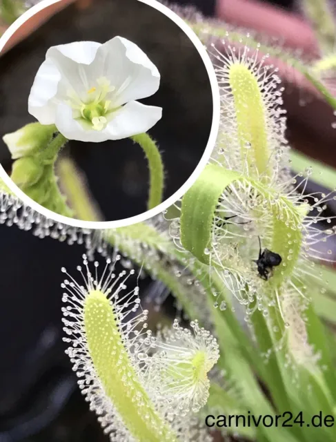 100 Samen Drosera capensis alba, Sonnentau, Fleischfressende Pflanzen Karnivoren