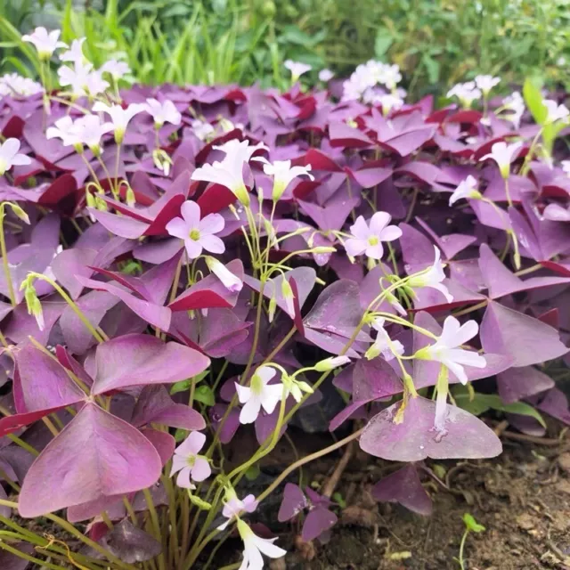 6 x Oxalis Triangularis purpurea bulbs. 幸运草种子种球 紫叶酢浆草种根 红花三叶草