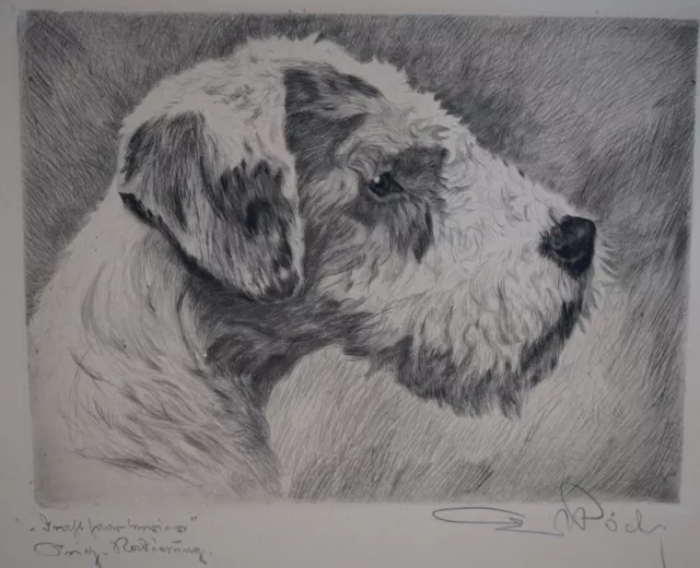 Antique Pencil Signed Etching by ERNST POCHE Airedale Dog in Profile