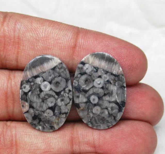 Natural Fossil Shell Pair Gemstone Cabochon Oval 33.60 Ct Matched Pair H 1682