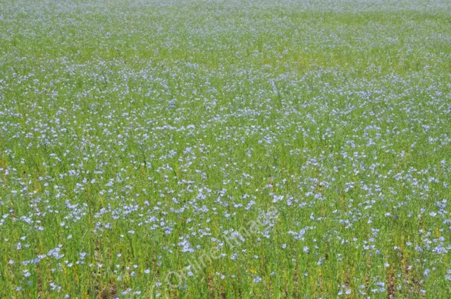 Photo 6x4 Linseed oil crop Dunnington/SP0653 The flowers of a linseed oi c2011