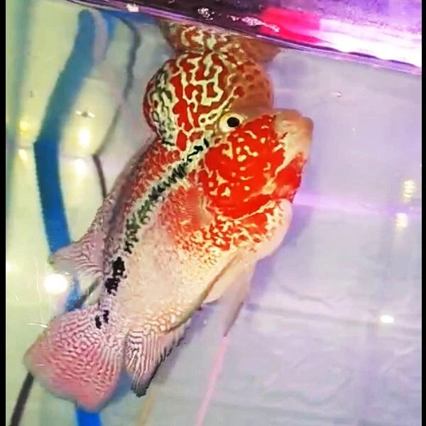 Super Big Head Flowerhorn F3 Kamfa White Eyes Color Jumbo kok Aquarium Fish