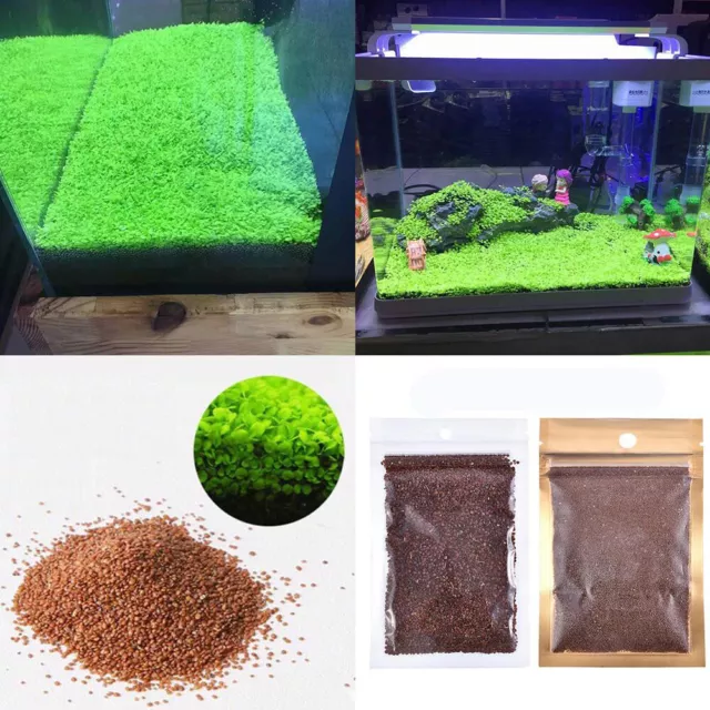 5G Aquarium Herbe Plante Graines Maison Fish Tank Petite Plante Premier Plan R