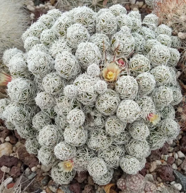 Mammillaria gracilis Kaktus -15°C Winterhart Kakteen Frosthart