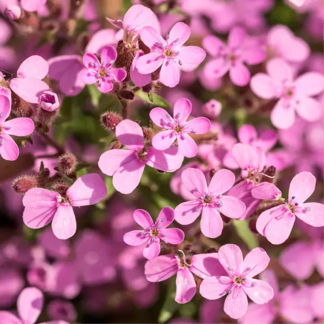 100+ Graines Saponaire de Montpellier, Saponaria Ocymoides Rock Soapwort seeds