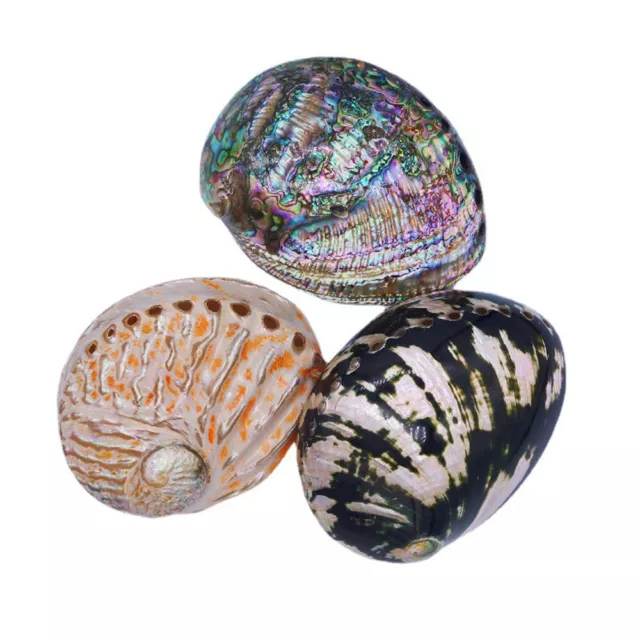 12-15CM Natural Abalone Shell Luster Seashell Specimen Aquarium Decor Ornament