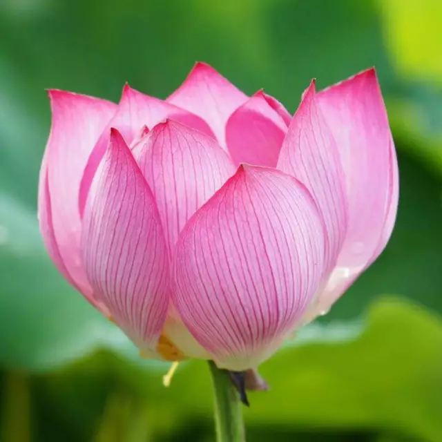 10 Graines de Lotus Sacré, Nelumbo Nucifera