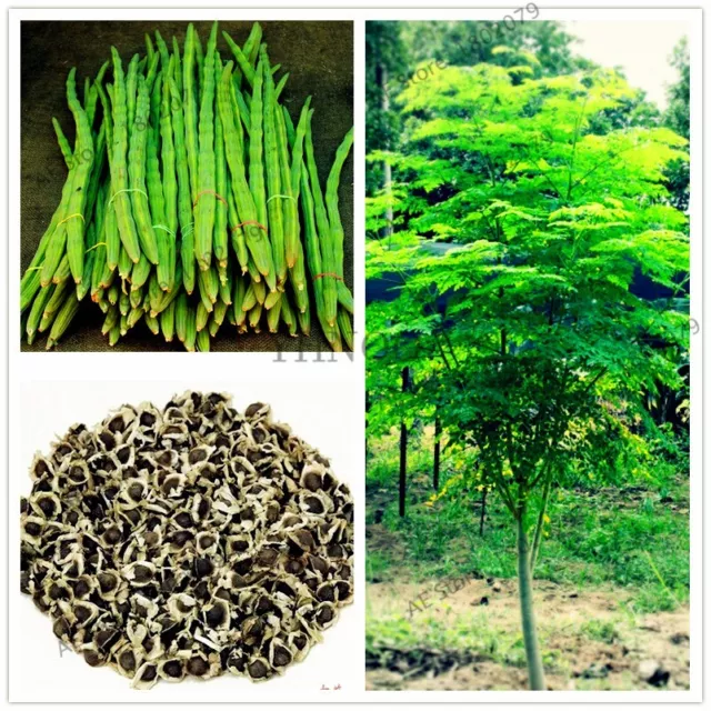 10+1  MORINGA SEED OLEIFERA ORGANIC FRESH SEEDS Miracle Tree We Send All STATES