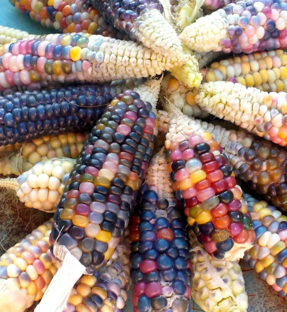 Glass Gem Rainbow Corn 30 Organic Australian Grown Heirloom Seeds FREE Postage