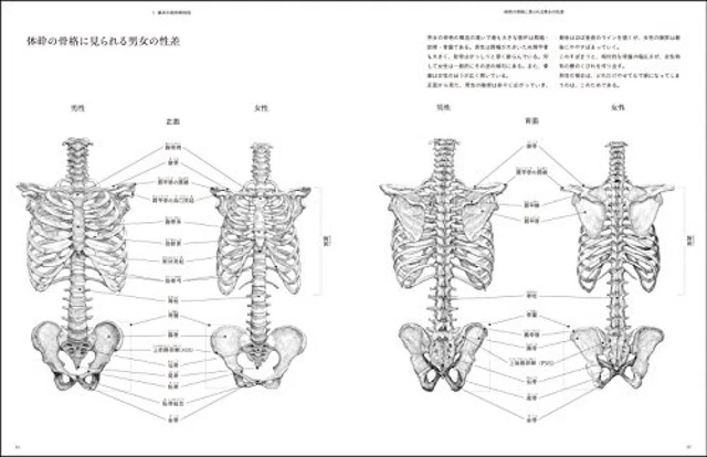 COLLECTION OF HUMAN Anatomy Drawings Beautiful artistic anatomy £40.40 ...