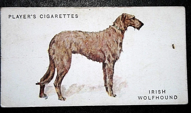 IRISH WOLFHOUND    Original Vintage Card   QC29