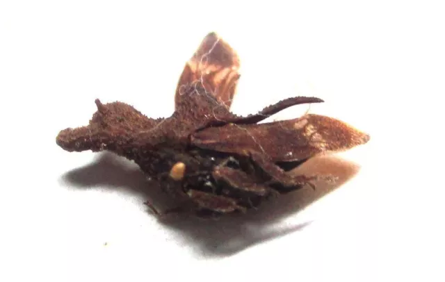 U001 WLDS | MI : Membracidae species? 10mm NEW!!!!!!!!!!!!!!!!!!!!!!!!!!!!!!!!!