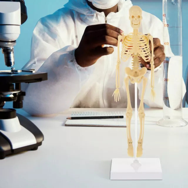 Detailed Anatomical Skeleton Model for Medical and Educational Use