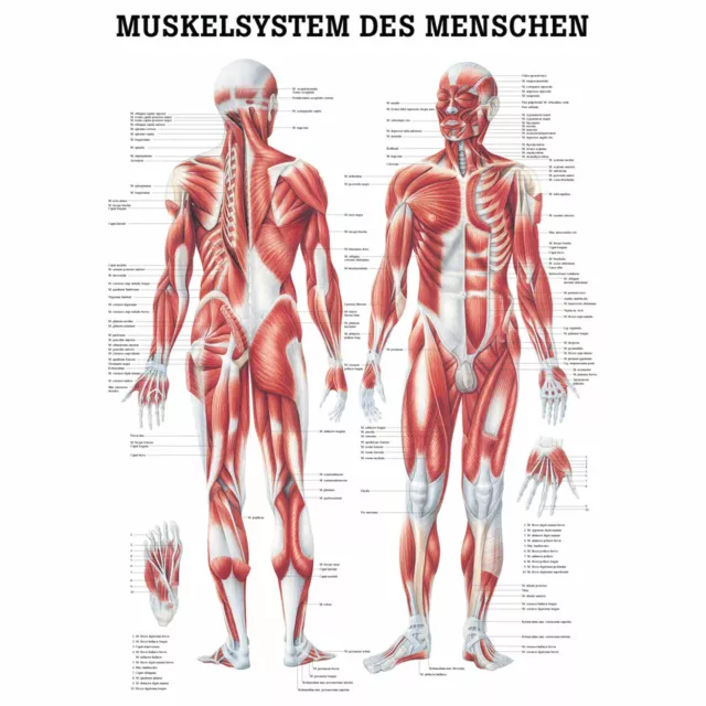 Muskelsystem Poster Anatomie 70x50 cm medizinische Lehrmittel