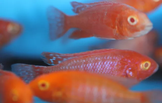Live Albino Strawberry Peacock Cichlid Aulonocara Sp. for fish tank aquarium 3