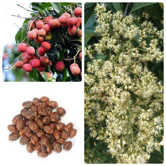 50 Lychee Litchi Fruit Seeds Delicious Sweet Seasonal Perennials Plant