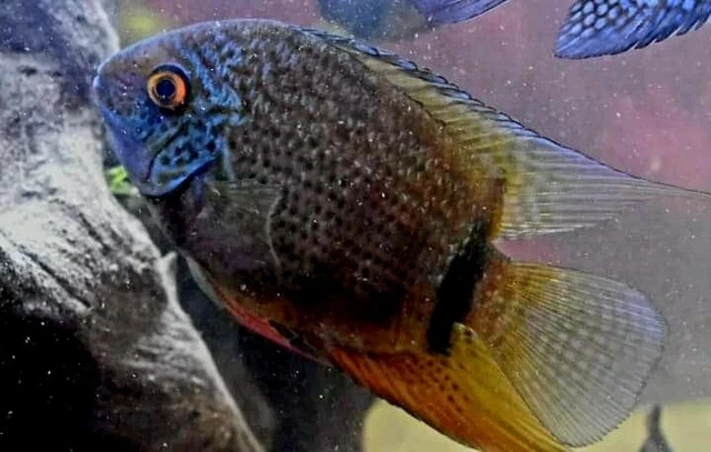 (1) TURQUOISE SEVERUM (Heros Efasciatus) 1.5"