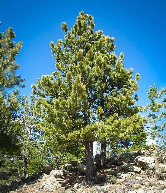 Ponderosa Pine Seed Northern Source Extra Hardy 25 Seeds Fresh -Bonsai Landscape