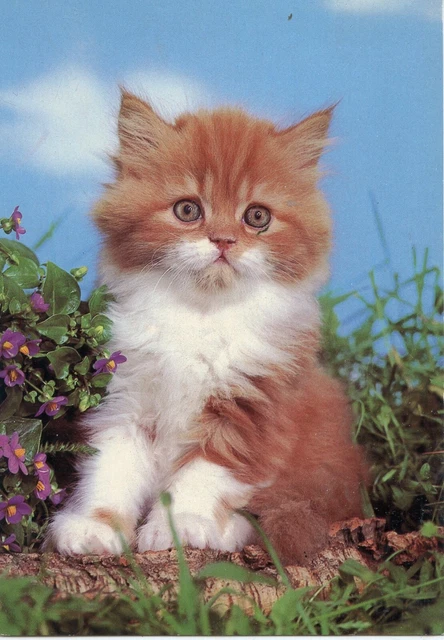 Cpsm / Postcards / Cat //