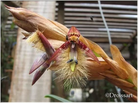 Orchid Species Bulbophyllum schinzianum