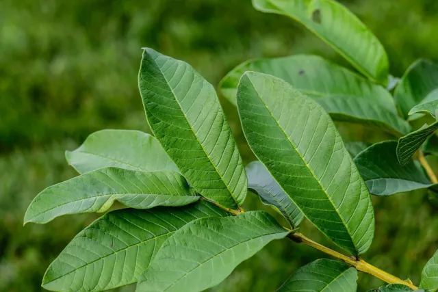 150 Organic Guava leaves fresh dried Hojas de  Guayaba Guayabo Psidium Guajava