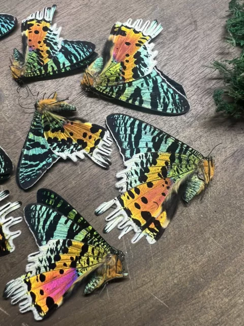 WHOLESALE Lot of 5 Urania ripheus REAL Madagascar Sunset Moth BULK Butterfly